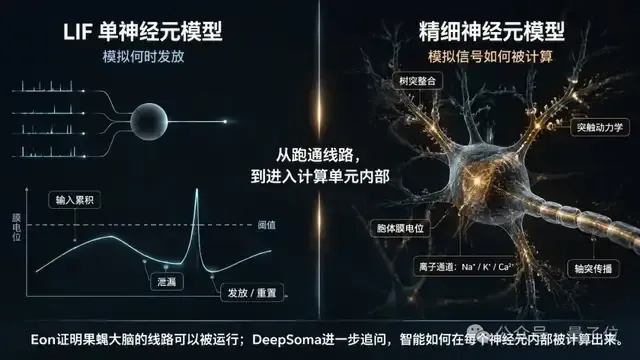 Eon用LIF“上傳”果蠅腦,中國團隊直接上精細神經元和跨身體平臺